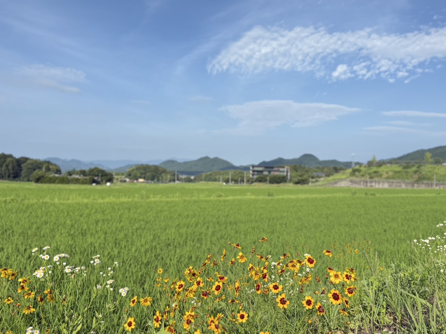 宮若の田んぼと山